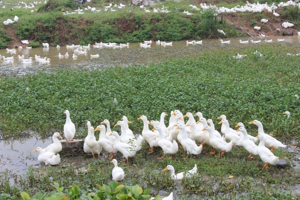 Tăng cường phòng, chống cúm gia cầm A H5N6 lây sang người